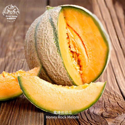 蜜蜂岩甜瓜种子蜂蜜味早熟脆甜