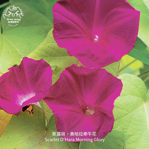 斯嘉丽奥哈拉牵牛花种子攀援切花