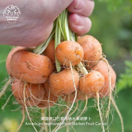 巴黎市场水果胡萝卜甜脆传家宝