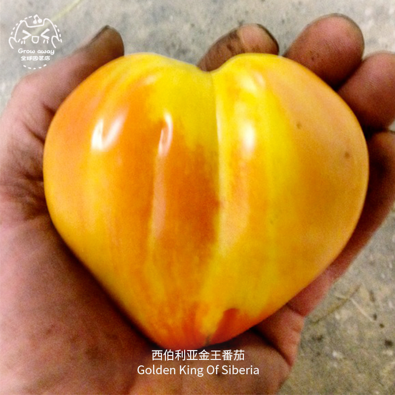 西伯利亚金毛狮王番茄种子超甜