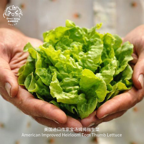 汤姆拇指生菜种子迷你甜脆传家宝