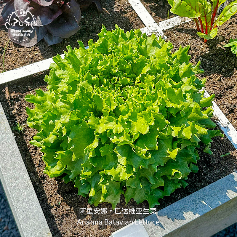 阿里安娜巴达维亚生菜种子高产