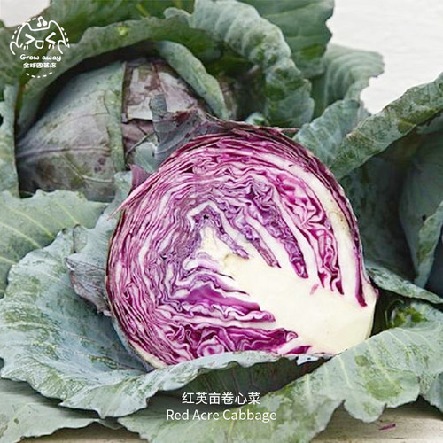 红英亩卷心菜种子浓郁紧实抗裂