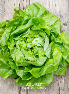大波士顿奶油生菜种子脆甜浓郁早熟抗性强传家宝四季室内阳台种菜