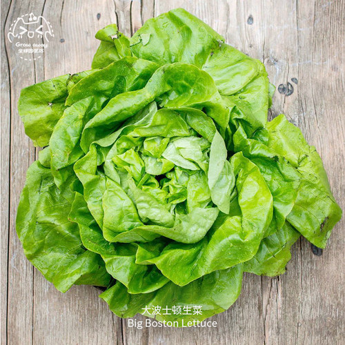 大波士顿奶油生菜种子脆甜浓郁