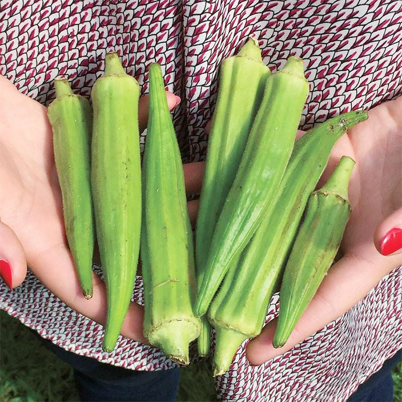 克莱姆森无骨黄秋葵种子无刺高产ass获奖品种进口传家宝阳台种菜