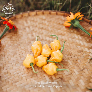特立尼达香水甜椒种子微辣热带果味高产浓郁传家宝春秋阳台盆栽