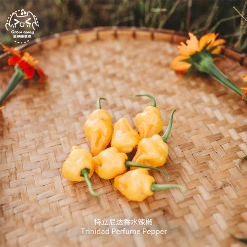 特立尼达香水甜椒种子微辣果味