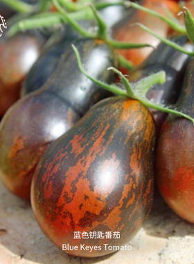 蓝色钥匙小番茄种子皮薄多汁浓郁果味高产抗裂传家宝春秋阳台盆栽
