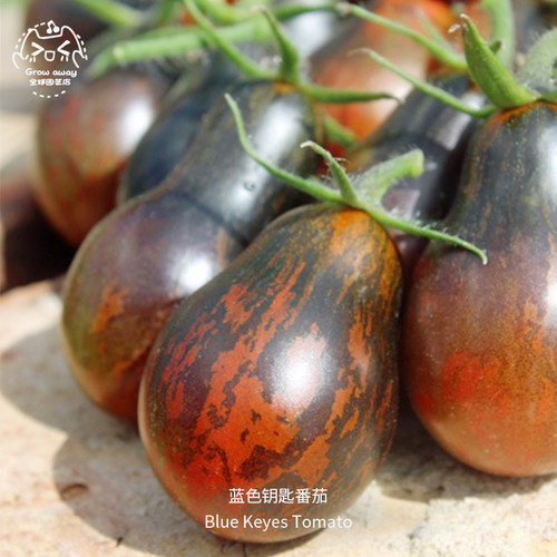 蓝色钥匙小番茄种子皮薄多汁果味