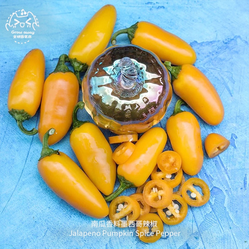 南瓜香料墨西哥辣椒种子微辣多肉高产果味传家宝春秋室内阳台盆栽,鲜花速递/花卉仿真/绿植园艺,家庭园艺种子,淘宝优惠券,粉丝福利购,淘宝优惠卷