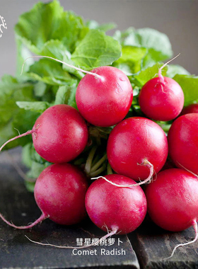 彗星樱桃萝卜种子早熟清脆浓郁ASS获奖品种传家宝室内阳台盆栽