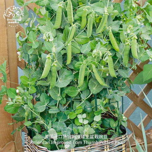 汤姆拇指矮生豌豆种子迷你甜脆