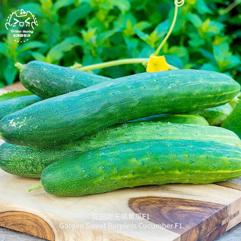 花园甜无嗝F1黄瓜种子皮薄甜味高产浓郁抗性强春秋室内阳台盆栽,鲜花速递/花卉仿真/绿植园艺,家庭园艺种子,淘宝优惠券,粉丝福利购,淘宝优惠卷