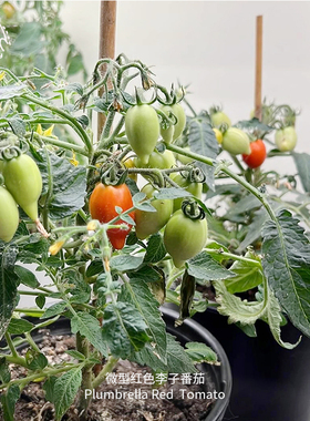 微型红色李子矮生番茄种子紧凑浓郁多汁耐热传家宝室内阳台盆栽