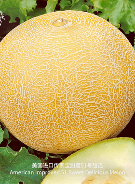 甜蜜51号甜瓜种子浓郁多汁传家宝新鲜农场易种家庭早熟高产水果