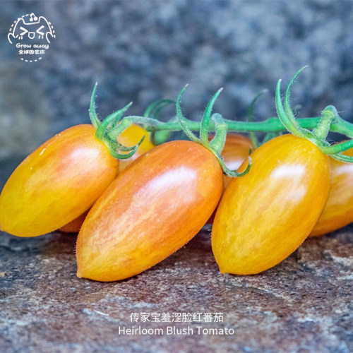 传家宝脸红羞涩番茄种子果味多汁