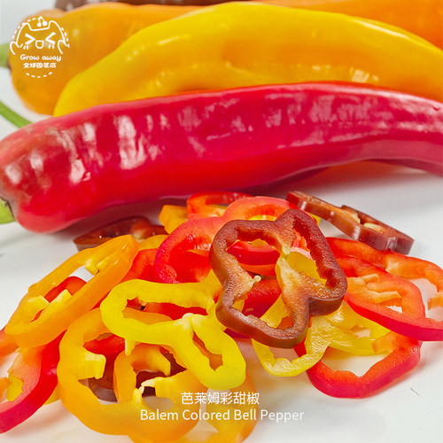 芭莱姆水果彩色甜椒种子脆爽多汁