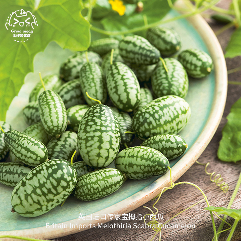迷你拇指小西瓜种子高产传家宝