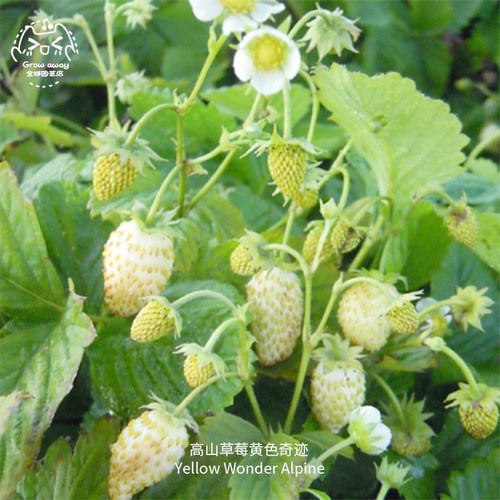 黄色奇迹高山草莓种子美味浓郁