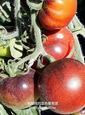 毛绒绒蓝色葡萄酒番茄种子皮薄浓郁多汁抗性强传家宝春秋阳台盆栽