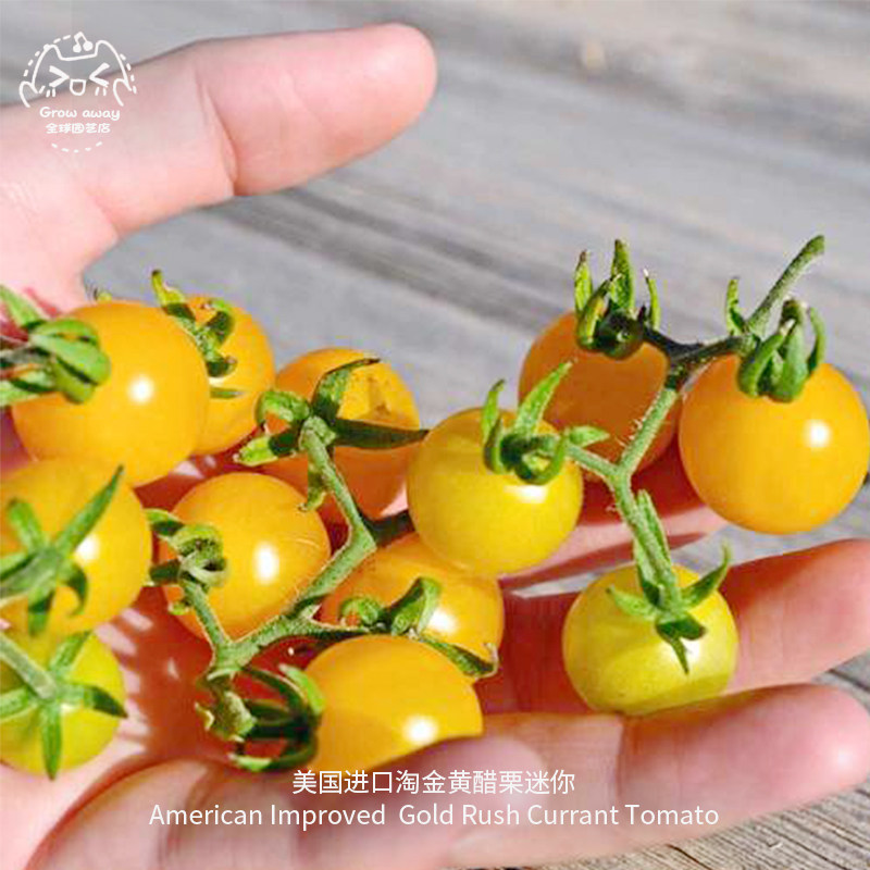 黄醋栗迷你小番茄种子超甜传家宝
