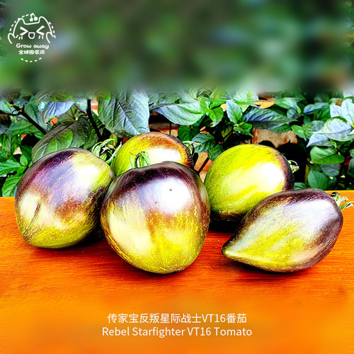 传家宝反叛星际战士VT16番茄种子