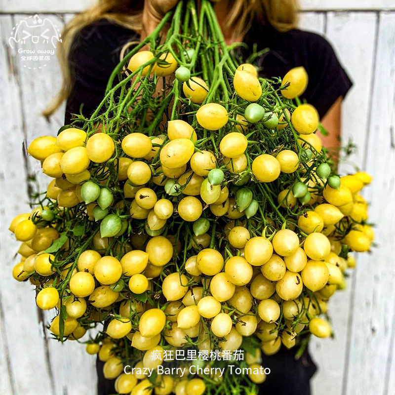 超高产番茄种子疯狂巴里春秋盆栽