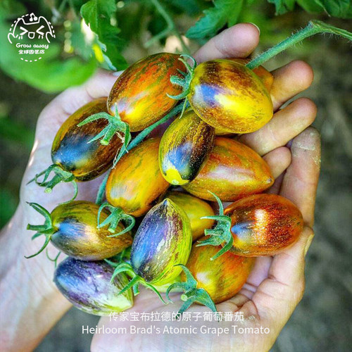 布拉德原子葡萄番茄种子传家宝