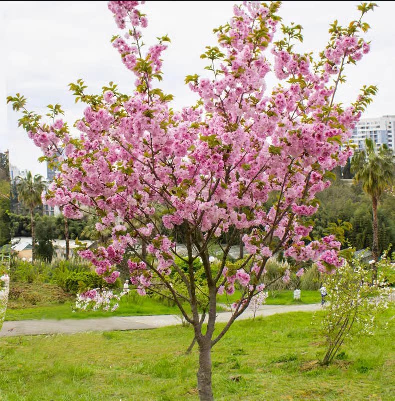 樱花树苗工程园林绿化庭院风景