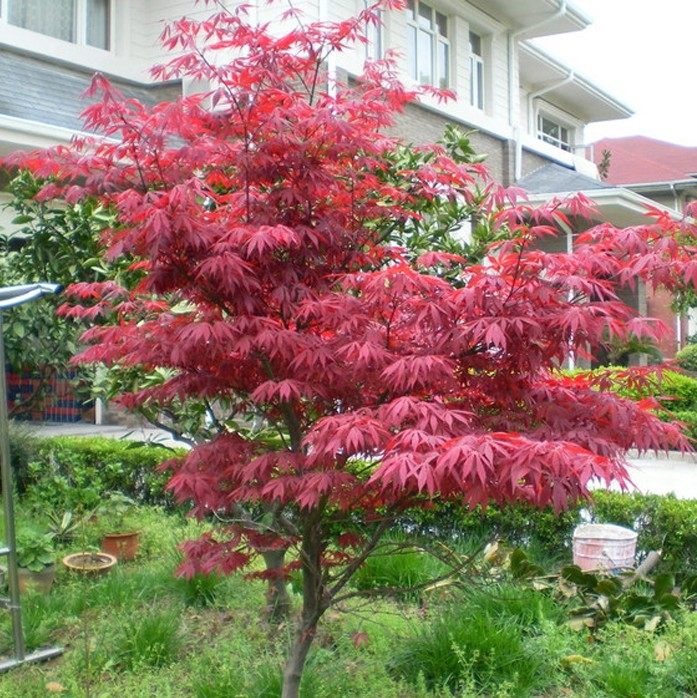 绿化苗木嫁接红枫树苗日本红舞姬中国三季红地栽盆栽矮化盆景苗