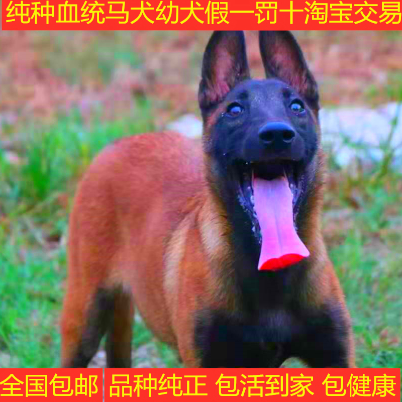 双血统金华可上门比利时牧羊犬
