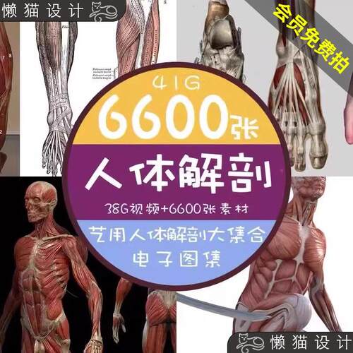 艺用人体全身解剖刨造型结构电子版素材骨骼肌肉素描四肢躯干图片