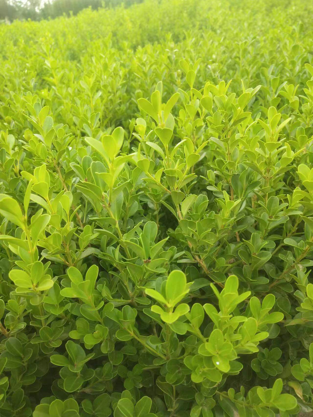 小叶黄杨苗瓜子黄杨树苗四季常青道路庭院绿篱植物绿化带冬青树苗