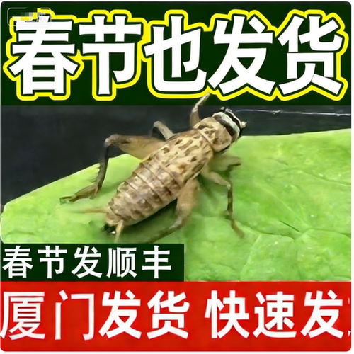 厦门白蟋蟀活体奶茶杯装顺丰发货