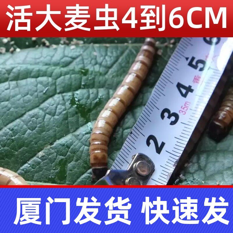厦门大麦虫活体黄粉虫面包虫活虫图片