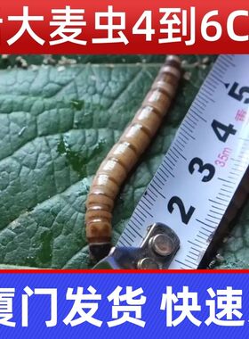 厦门大麦虫活体黄粉虫面包虫活虫