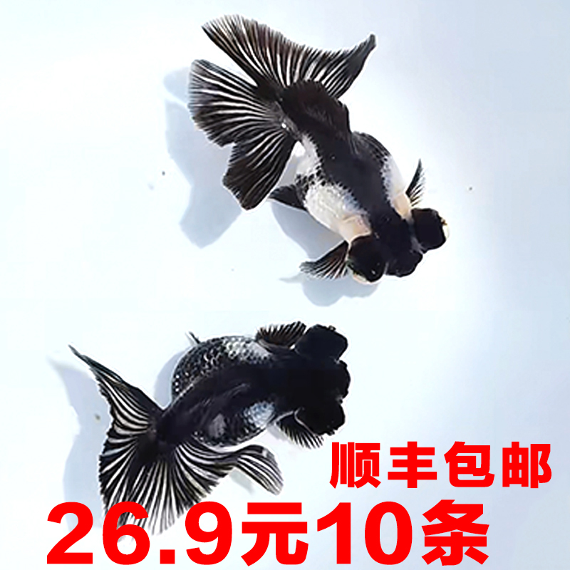 熊猫蝶尾金鱼活鱼观赏鱼黑白蝶尾好养耐活淡水鱼龙晴鱼苗小金鱼