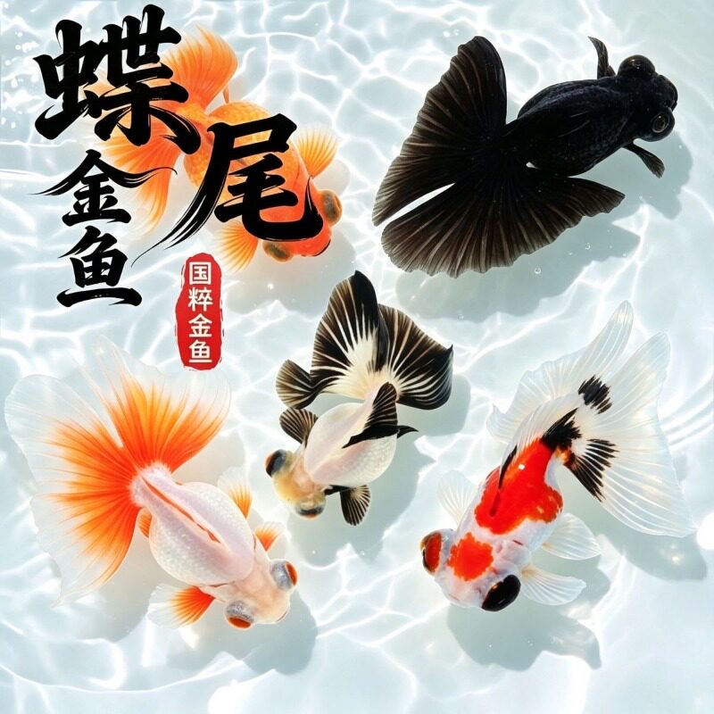 蝶尾金鱼活鱼活体幼鱼红白五花小鱼冷水好养耐活自来水龙睛观赏鱼