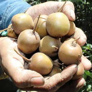 泡酒无毛猕猴桃新鲜包邮野生奇异果孕妇水果产地河南西峡甜金果