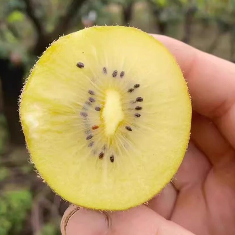 黄心猕猴桃孕妇水果河南西峡特产