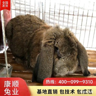法国公羊兔纯种公羊兔大型种兔巨型公羊兔肉兔种兔正宗大流士兔子