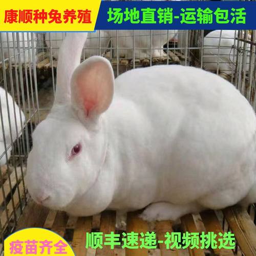 新西兰成年种兔活体繁殖怀孕