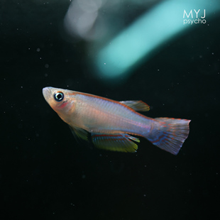 非洲小型观赏鱼- 红背女王鳉 多年生鳉鱼【梦游家水族】