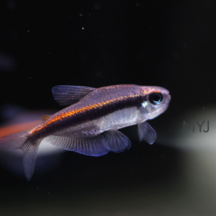 南美小型观赏鱼 绯红巧克力霓虹 新流域巧克力霓虹【梦游家水族】