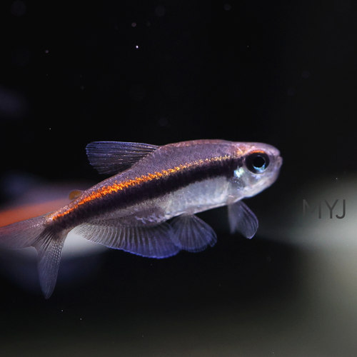 南美小型观赏鱼 绯红巧克力霓虹 蓝线巧克力霓虹【梦游家水族】