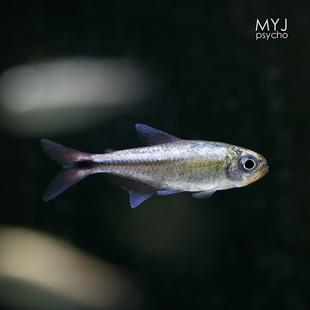 白金赤霞灯，南美小型观赏鱼【梦游家水族】