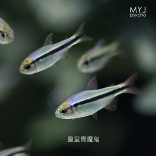 南美小型观赏鱼- 皇室青魔鬼 幻彩青魔鬼【梦游家水族】