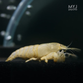 梦游家水族 非洲巨网 非洲巨型网球虾 非洲中小型观赏虾