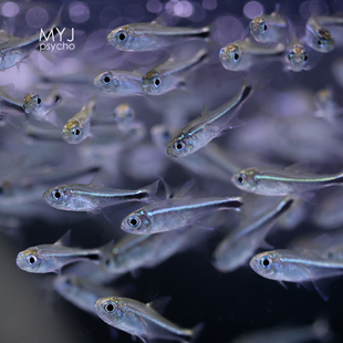 梅塔蓝线灯/精灵蓝线,南美小型观赏鱼【梦游家水族】